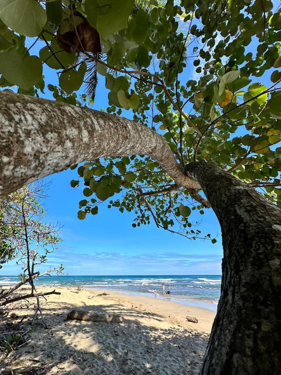 Caribbean Flow Puerto Viejo de Talamanca Exteriér fotografie